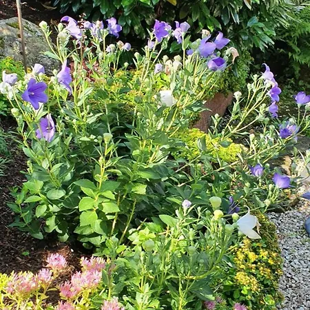 Korn Mitten Im Schoenen Pfaelzer Wald, Privat Haus * Bruchweiler-Barenbach