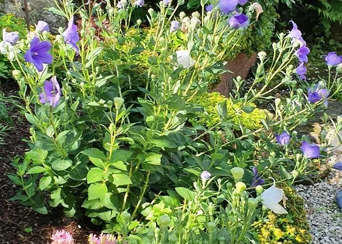 Korn Mitten Im Schoenen Pfaelzer Wald, Privat Haus * Bruchweiler-Barenbach